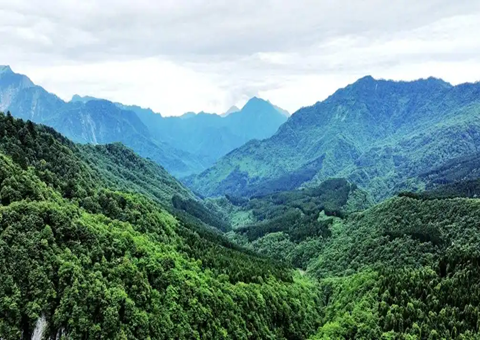 四川雅安：建设“天府森林四库” 推进林下经济生长