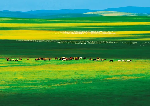 内蒙古：绘就绿色生长画卷守护北疆绿水青山