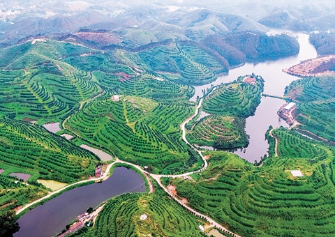 广东揭晓首批林业谋划收益权证 <br>标记着林地谋划权转化为可流转、可融资、可收益的“绿色资源”