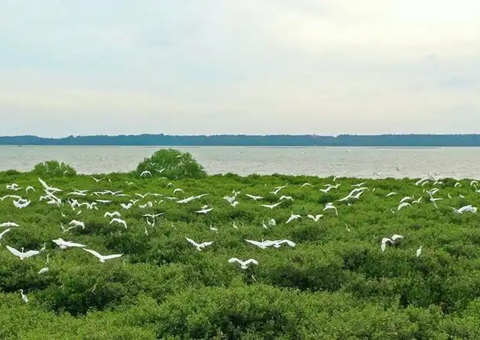 点赞！广东立异“蓝碳”开爆发意路径，，，，，多个案例开创先河！